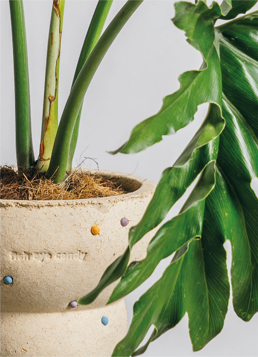 Ciireals | Fish Eye Candy