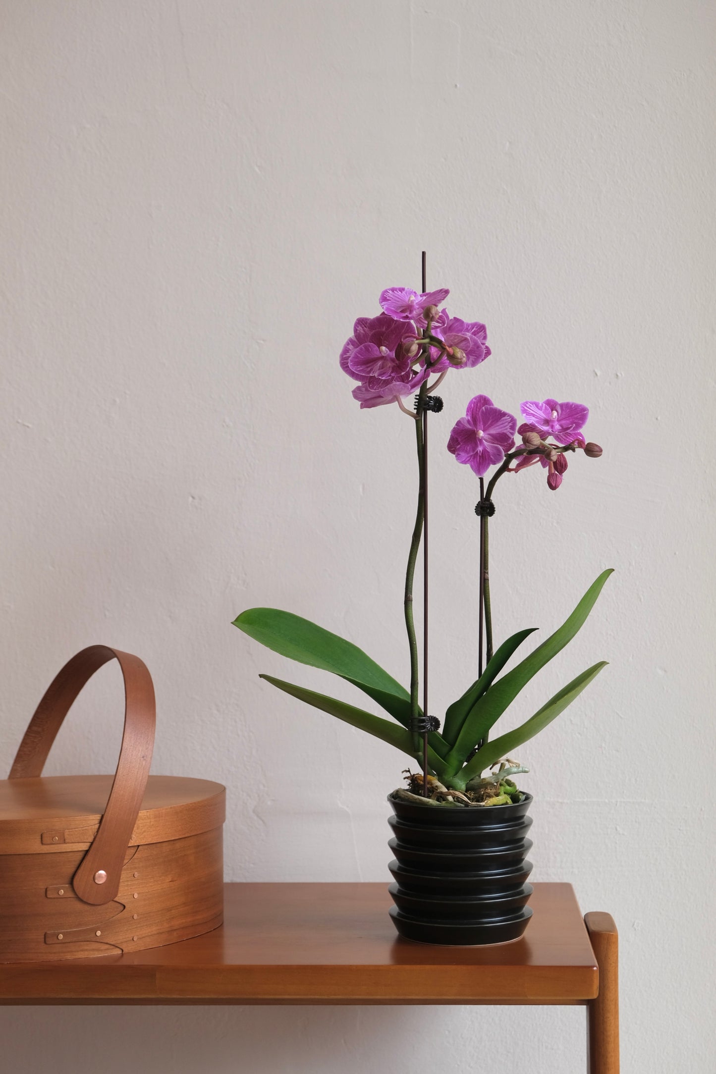CNY Special Orchid with Planter