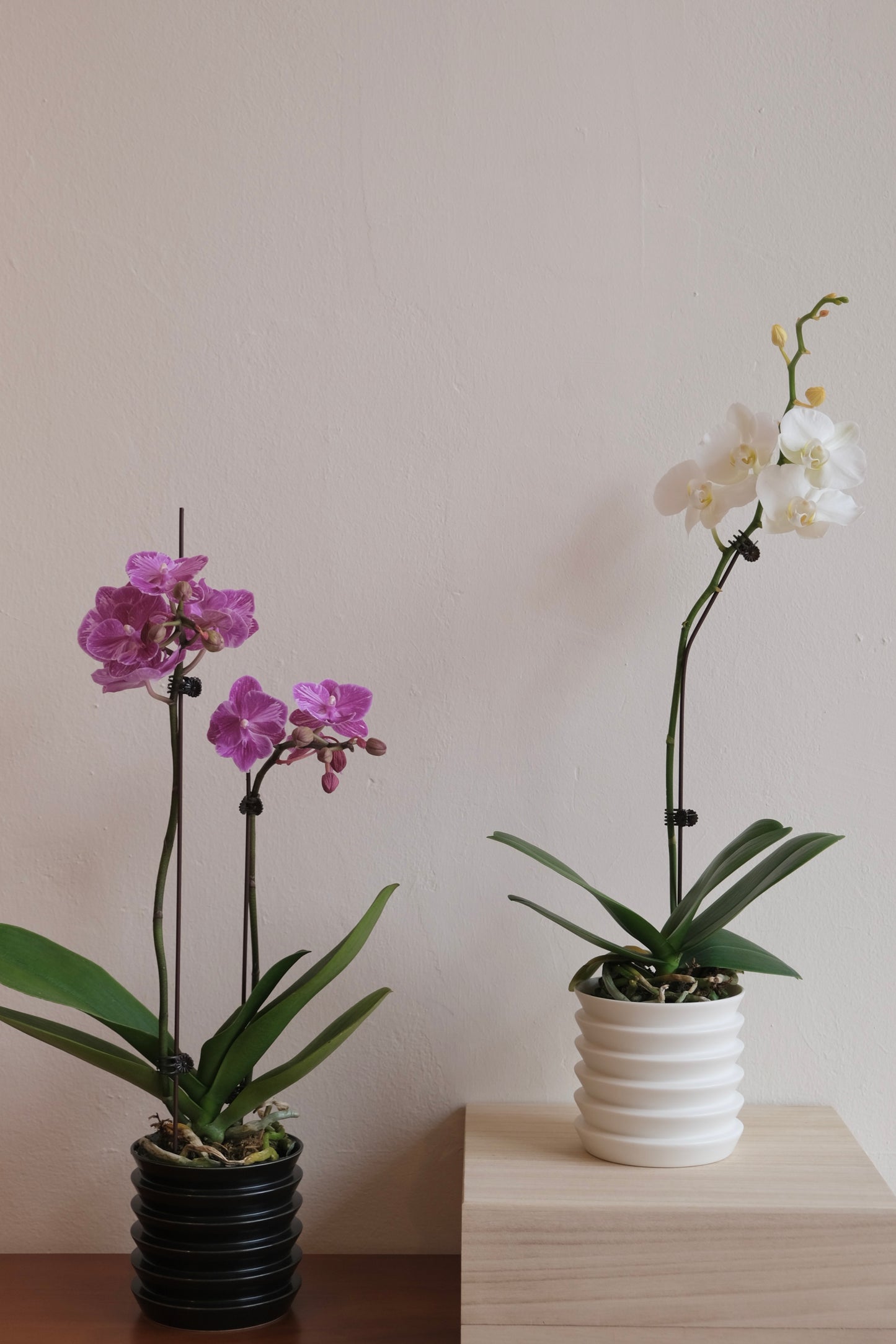 CNY Special Orchid with Planter