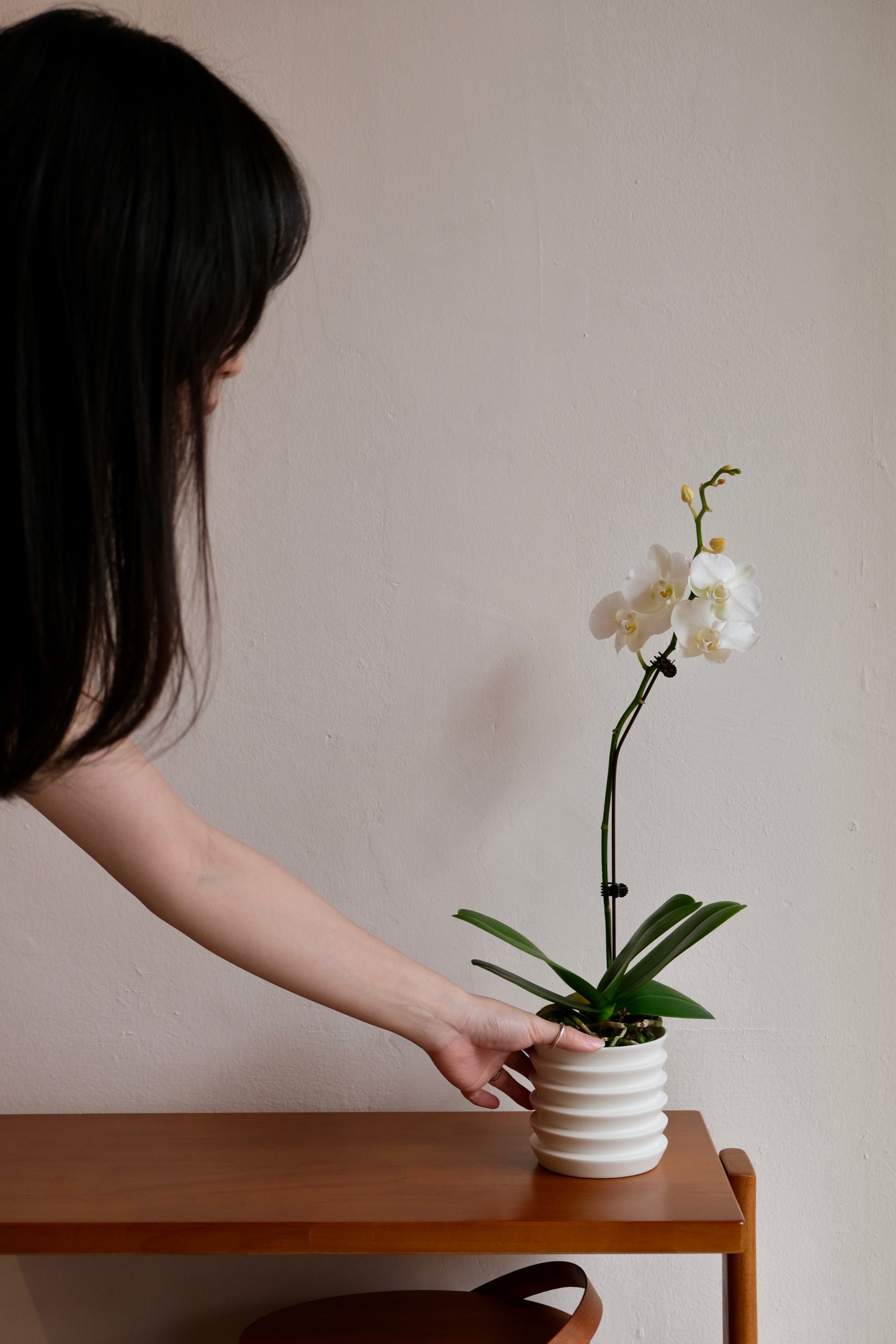 CNY Special Orchid with Planter