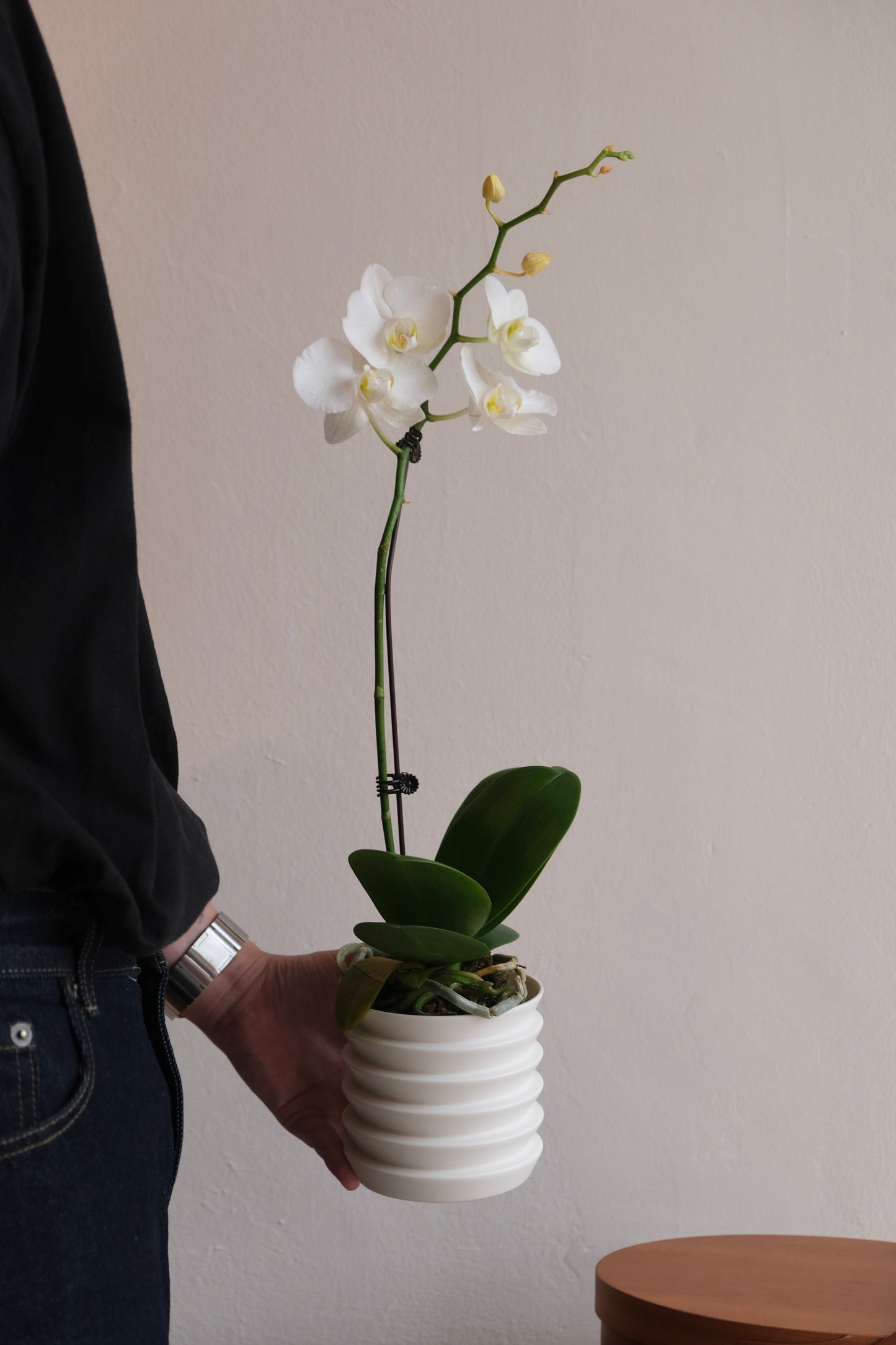 CNY Special Orchid with Planter
