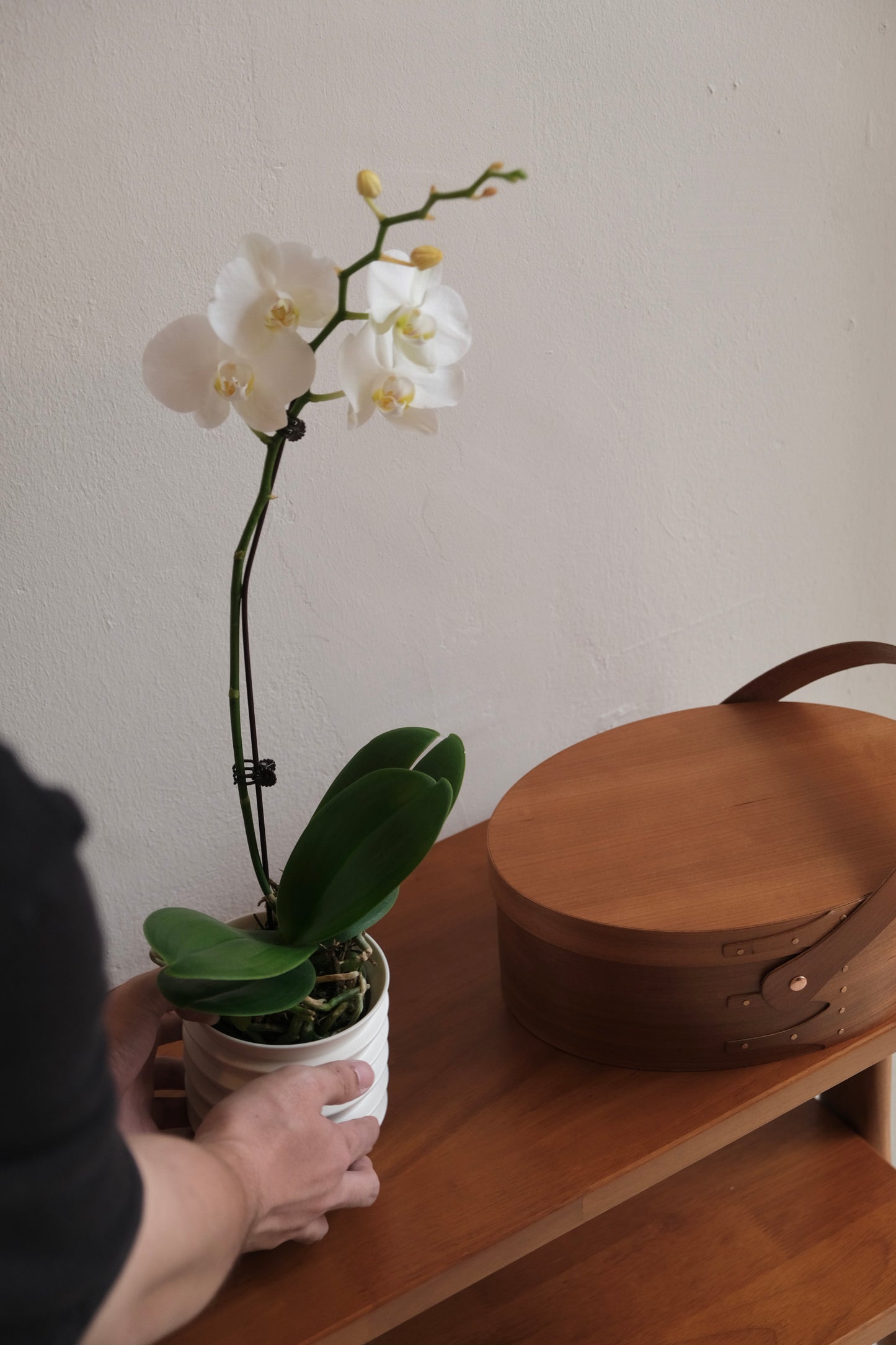 CNY Special Orchid with Planter