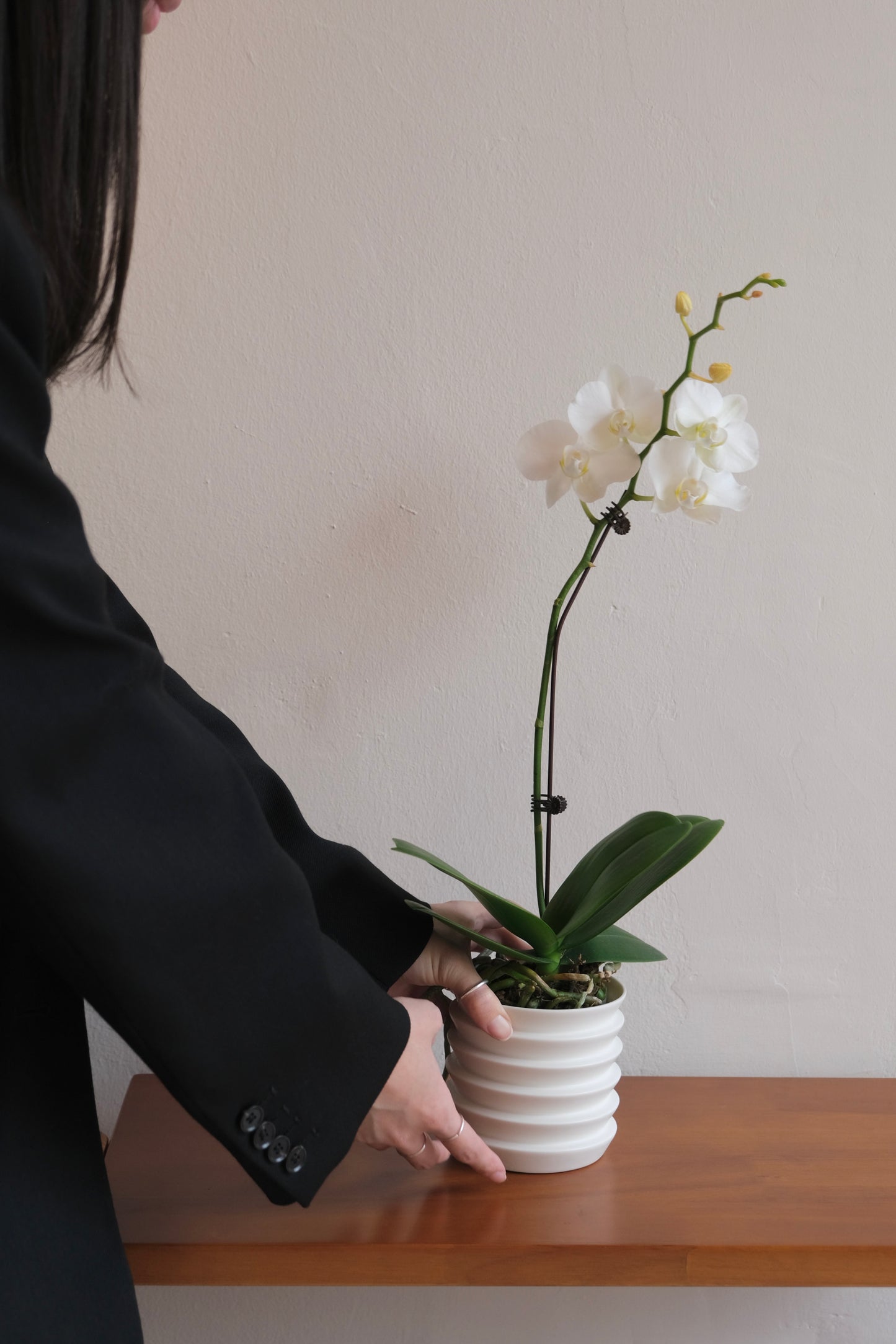 CNY Special Orchid with Planter