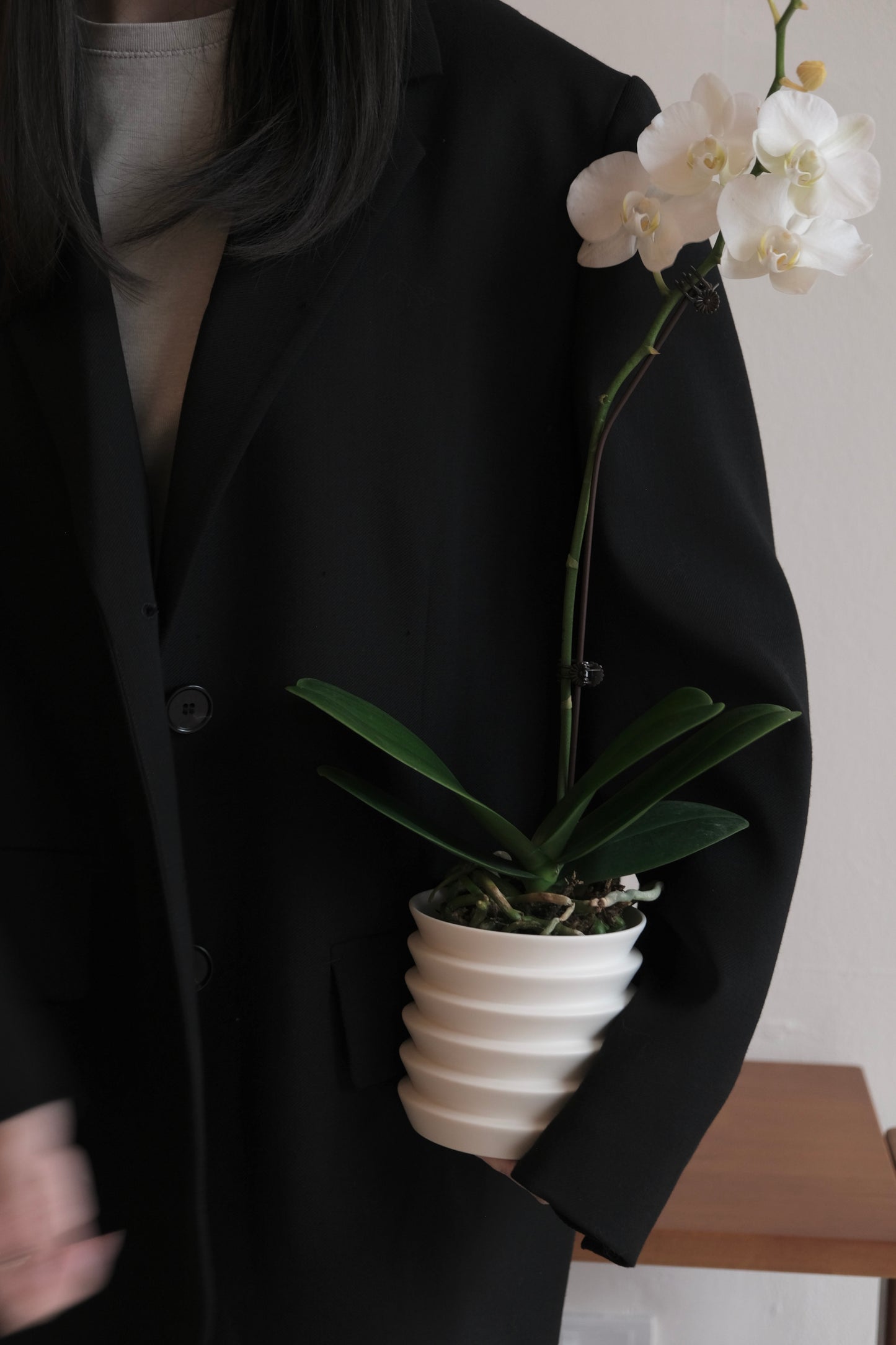 CNY Special Orchid with Planter