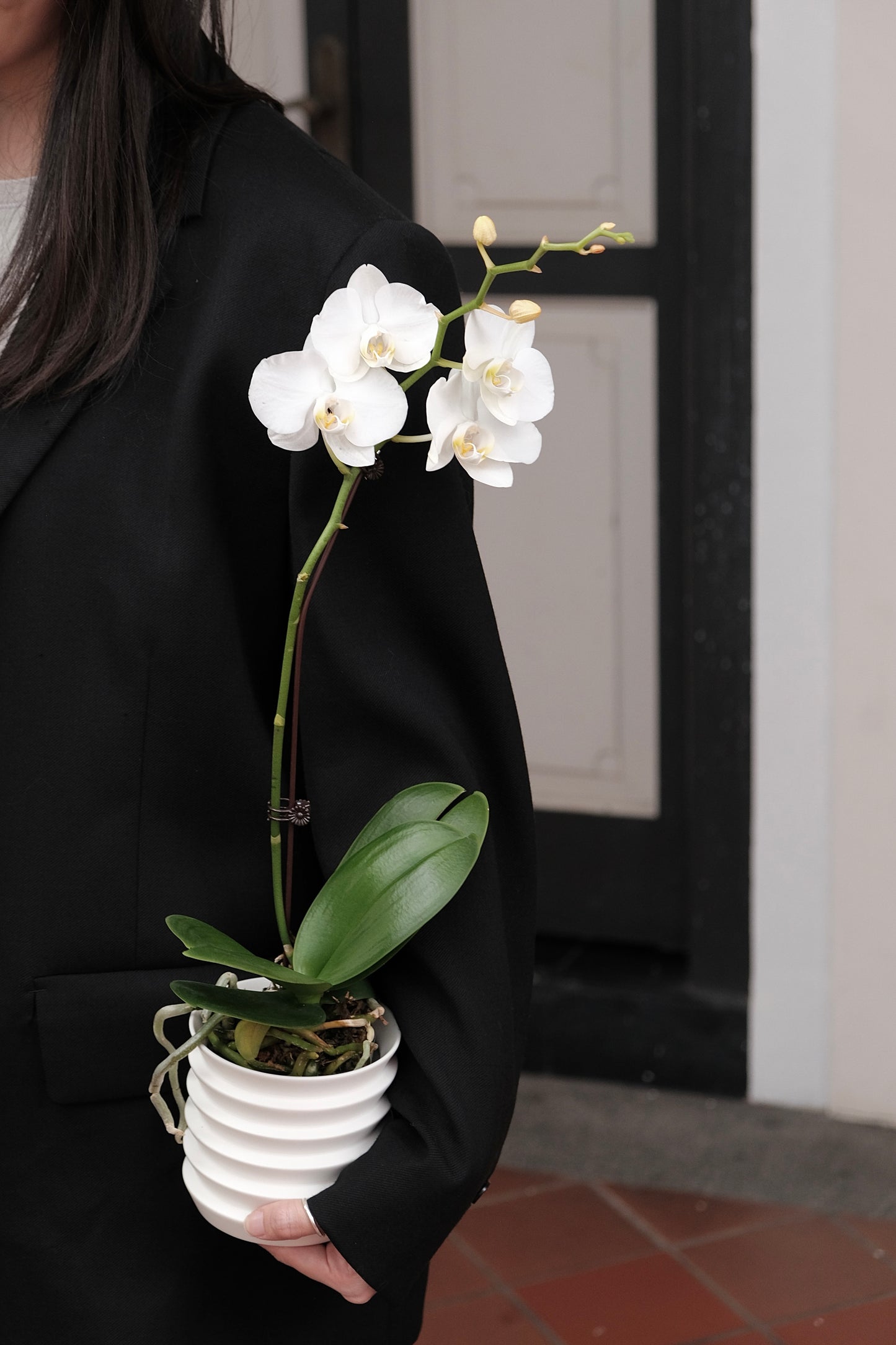 CNY Special Orchid with Planter