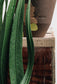 Ciireals | Paint