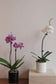 CNY Special Orchid with Planter