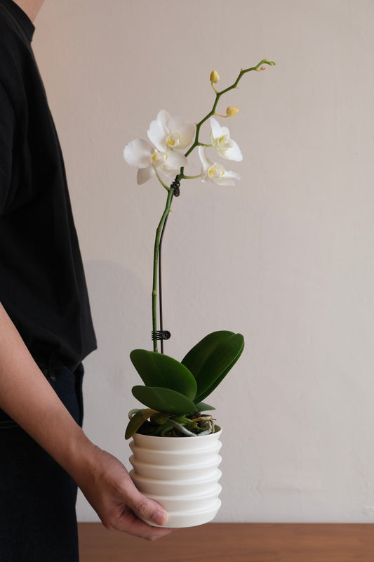 CNY Special Orchid with Planter