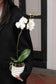 CNY Special Orchid with Planter