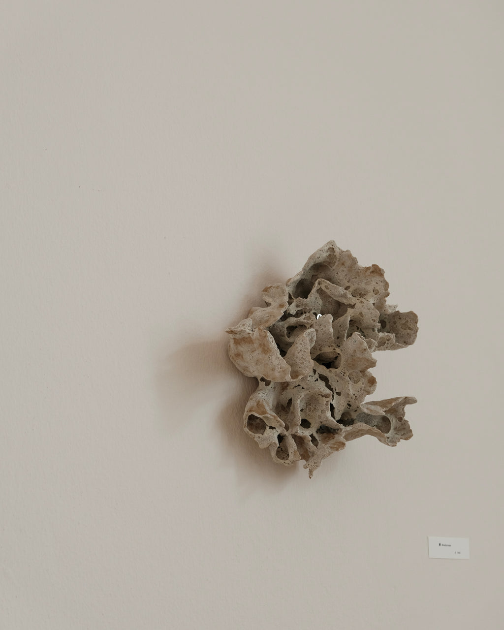 Chunping | Mushroom