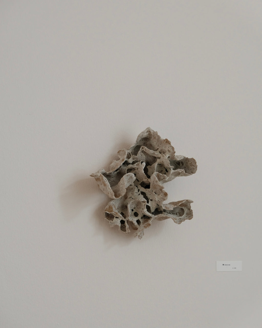 Chunping | Mushroom