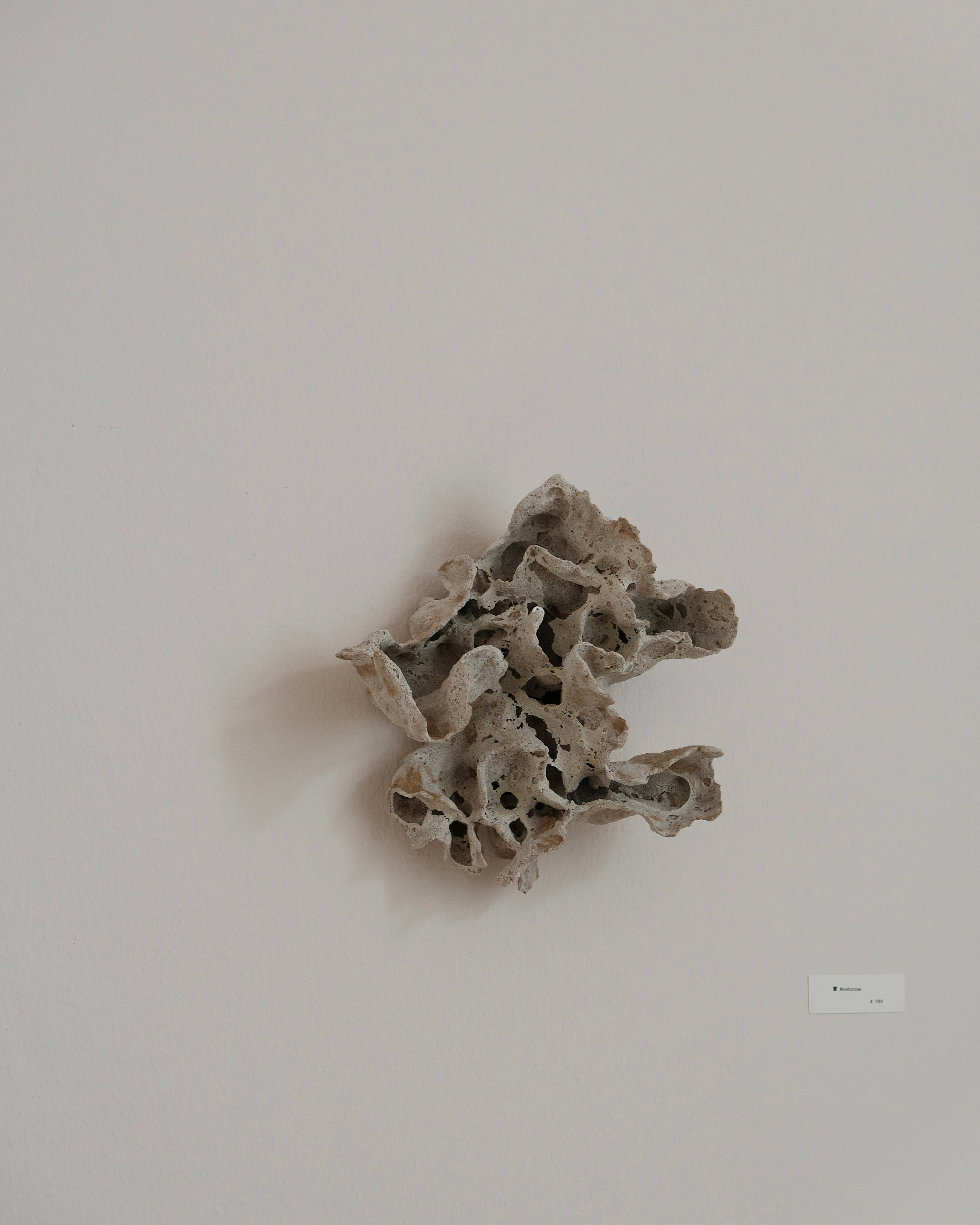 Chunping | Mushroom
