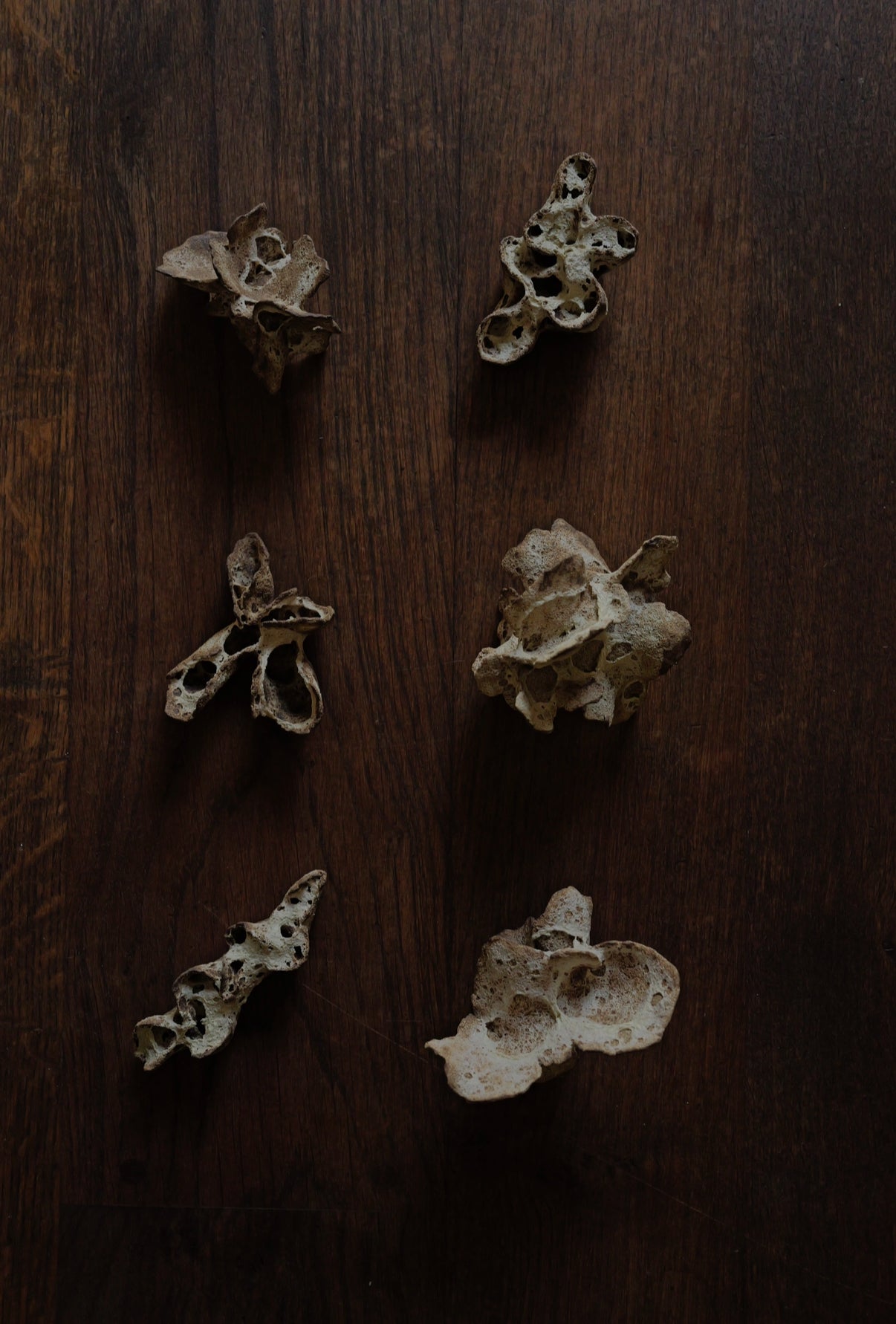 Chunping | Mushroom