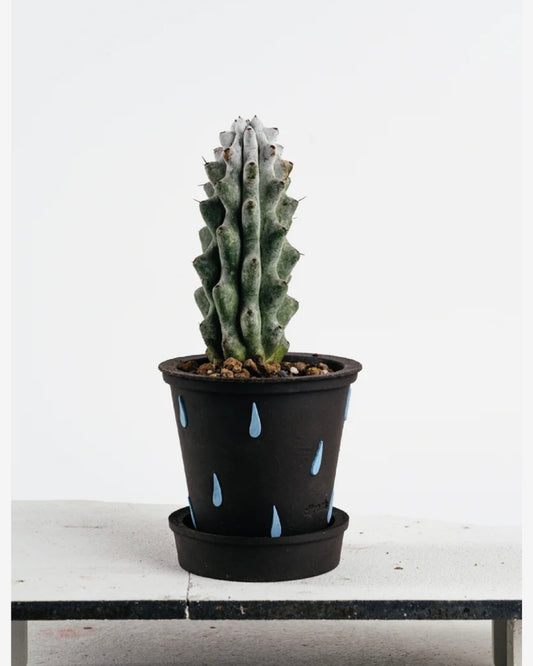 Ciireals | Rain Drop