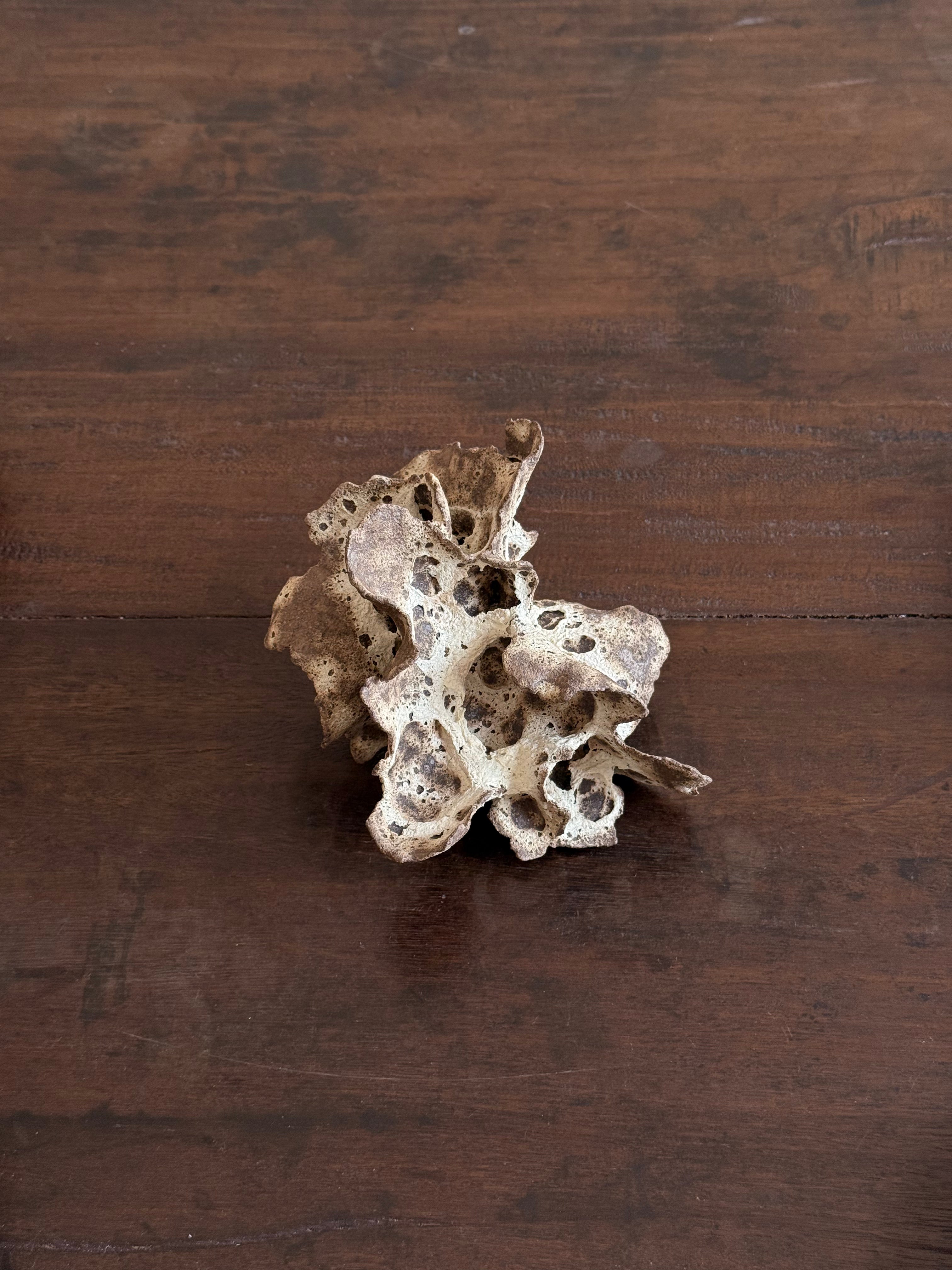 Chunping | Mushroom