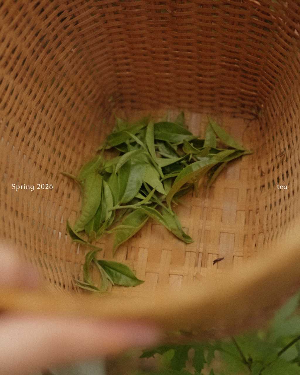 earth as a mat - tea experience